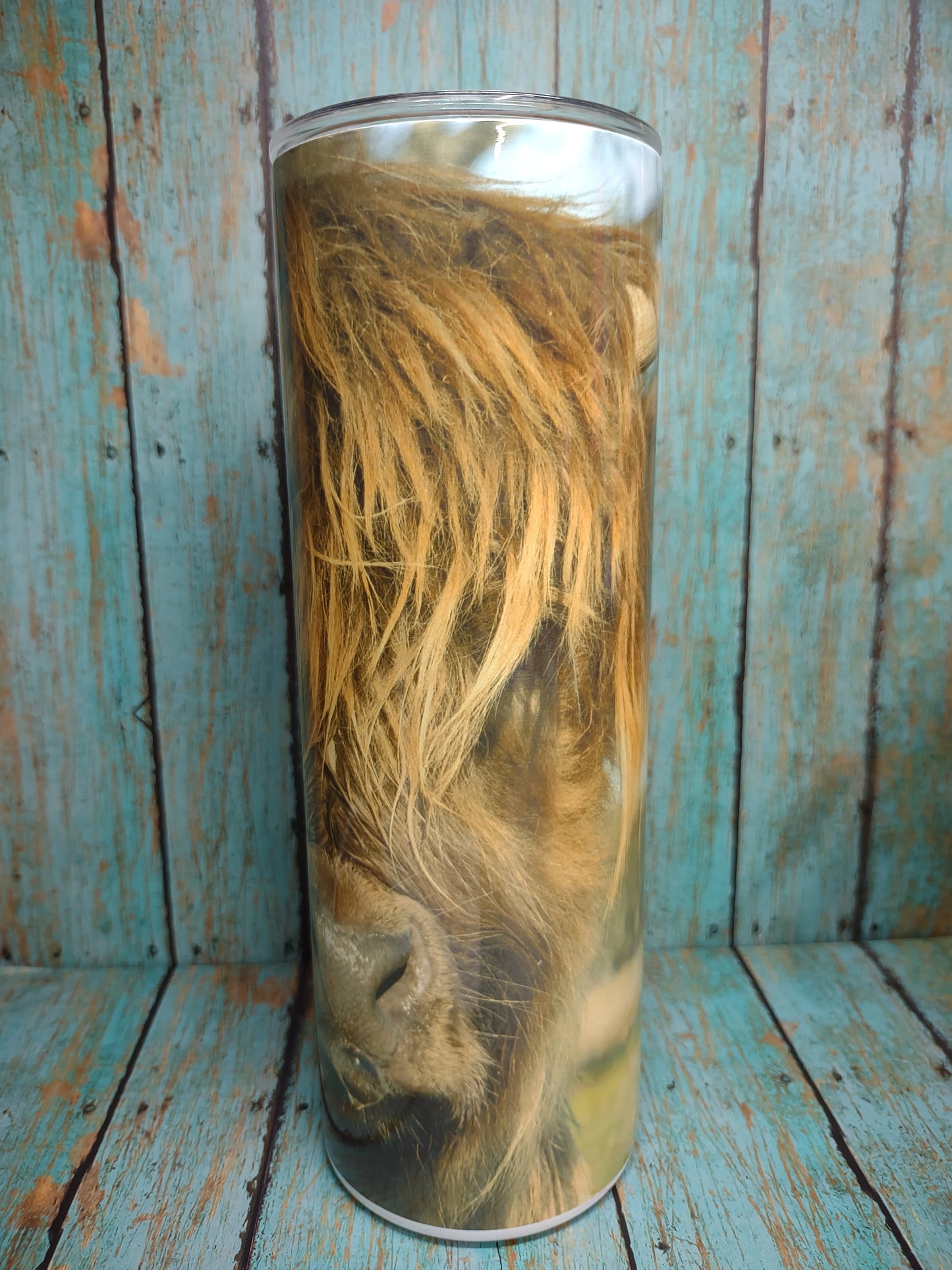 Highland Cow