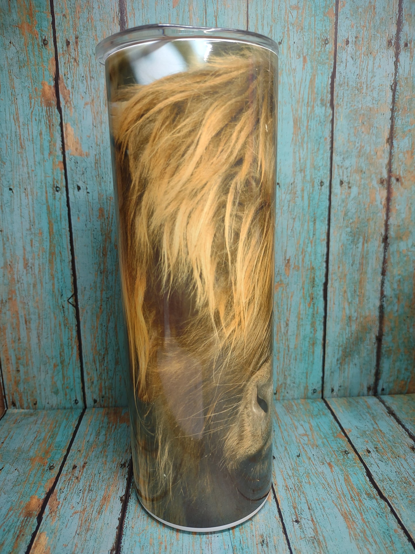 Highland Cow