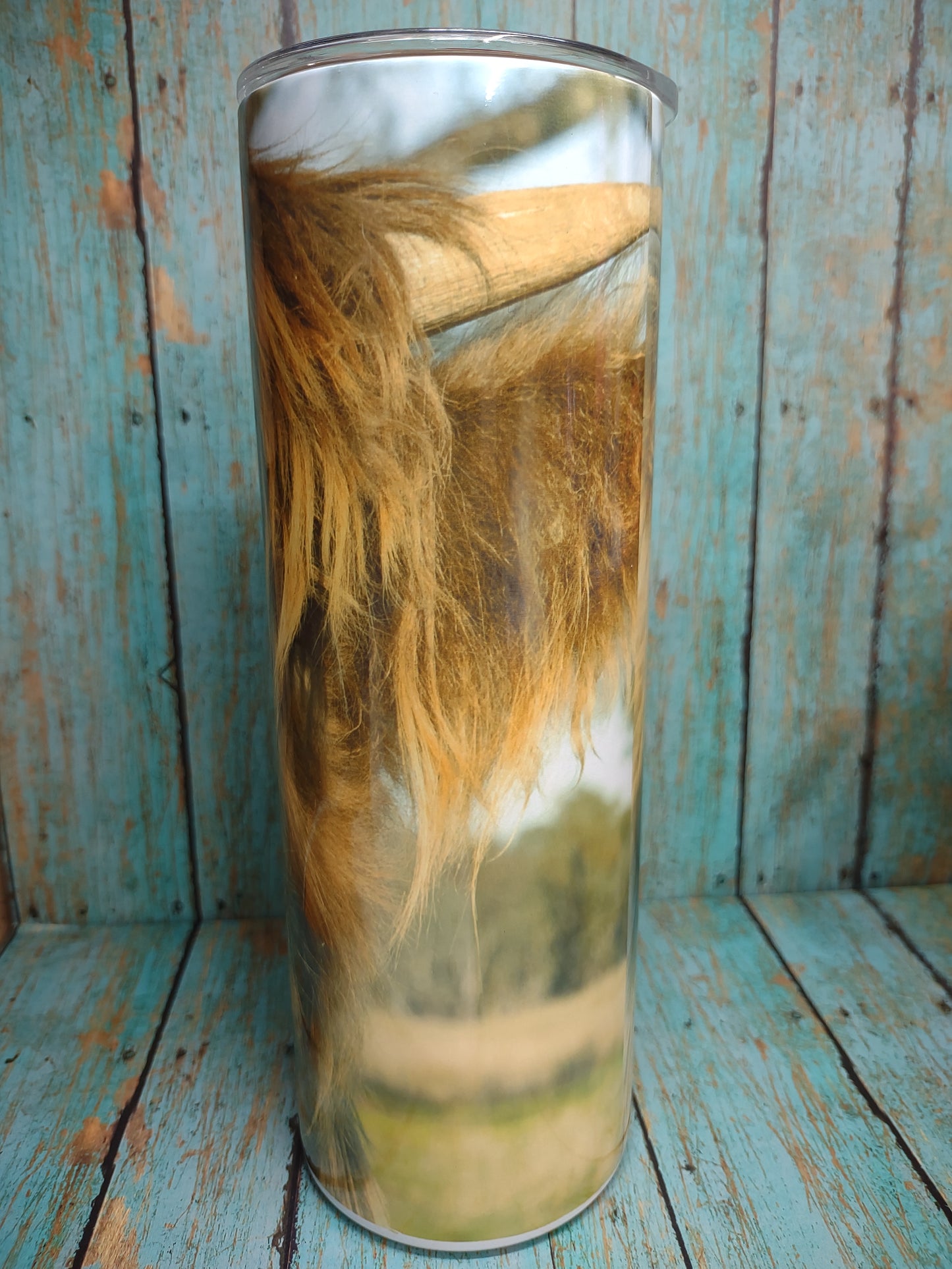 Highland Cow