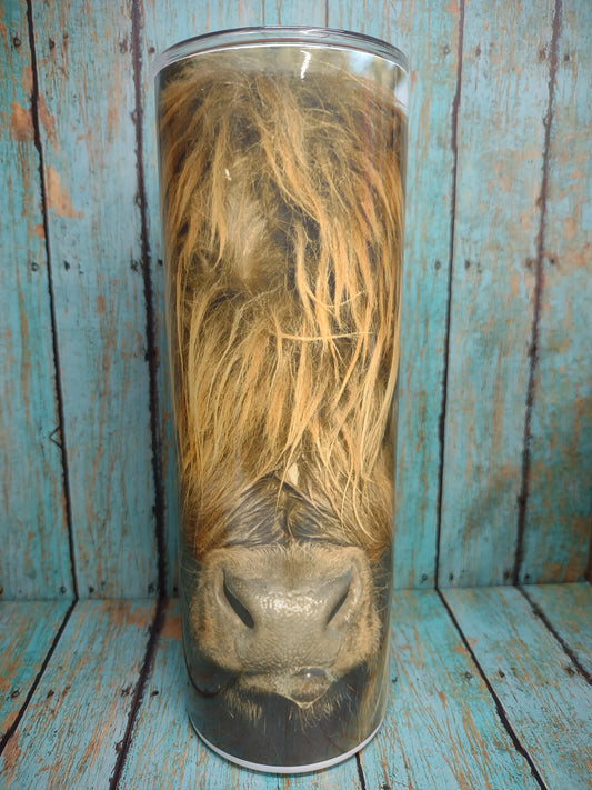 Highland Cow